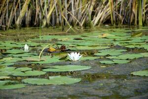 Beautiful white lotus flower and lily round leaves on the water after rain in river photo