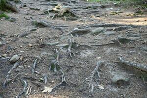 muchos grande y visible raíces de antiguo árbol en montaña zona bosque foto