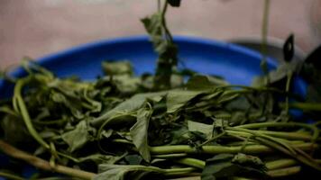 sorting kangkong leaves to be processed as vegetables video