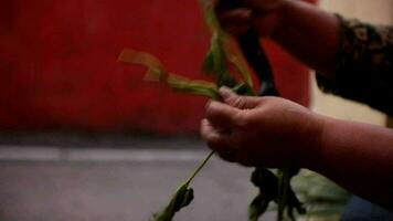 sorting kangkong leaves to be processed as vegetables video