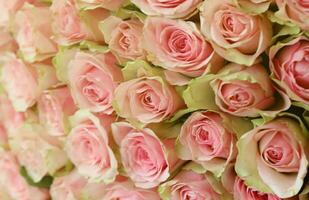 Bouquet of colorful roses as background, closeup. Pink flowers photo