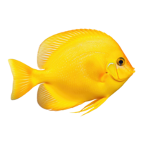 Yellow Tang Fish, AI Generative png