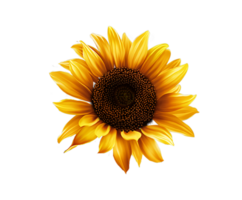 geel zonnebloem bloem illustratie, gemeenschappelijk zonnebloem zonnebloem zaad, bloem, waterverf schilderen, bloem regelen van png