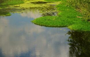 Summer day landscape with a large swamp dotted with green duckweed and marsh vegetation photo