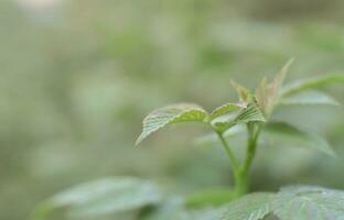 Photo of a few green leaves from a raspberry bush. Growing bush of raspberry. Macro photo with blurred background