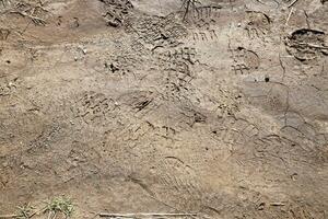 Foot mark on the jungle trail. Shoe prints on wet gravel or mud in mountain area photo