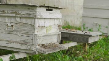 Apiary and beekeeper. video