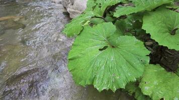 Wetting of the leaves of the plant near the stream. Slow motion. video