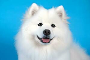 Cute Samoyed dog on blue color background. Neural network AI generated photo