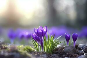primavera púrpura azafrán flor. ai generado foto