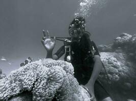 Wondering the fish that built its house on the upper structure of the reef photo