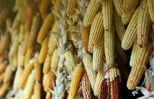 Dried corn cobs. Dried Corns hanging on rustic wall photo