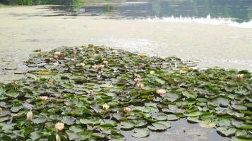 loto flores en el lago. lento movimiento. video