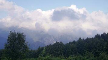 nubes en el pino bosque. video