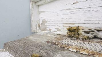 Honey bees are working. video