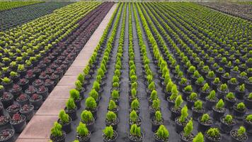 Flower and tree seedlings in the greenhouse, which is in the open field. video