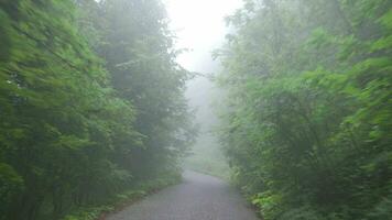 strada forestale nebbiosa. video