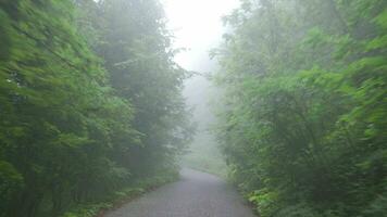 camino forestal brumoso. video