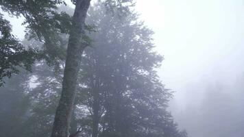 fascinante ver en el bosque la carretera cubierto con niebla. video