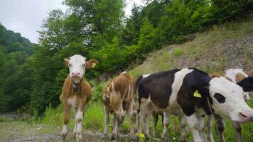 Calf in the forest. video