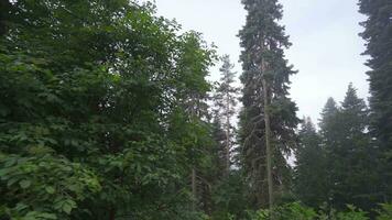 grand pin des arbres dans le forêt. video