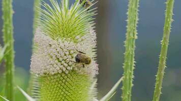 bijen verzamelen stuifmeel. video