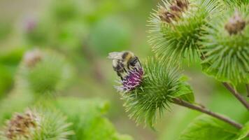 abeja recoge polen. color imagen. video