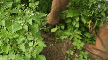 le agriculteur mélanges le sol avec le sien mains. video