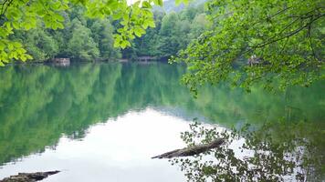 Lake view in the forest. video