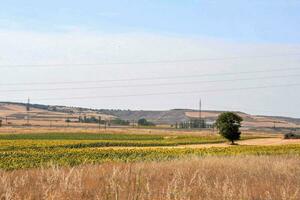 a field with sunflowers and a hill in the background photo