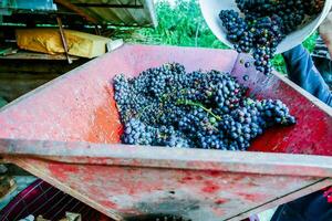 Grape harvesting in the autumn photo