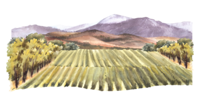 acuarela paisaje con uva campos, viñedos, arbustos, árboles, uvas, colinas y montañas. rural paisaje, vinificación granja etiqueta. mano dibujar acuarela ilustración. png