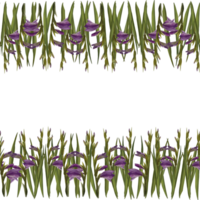 vattenfärg gladioler sömlös baner, mönster. blommig ram med violett blommor, knoppar, löv. hand målad illustration design för bröllop, inbjudningar, hälsning kort png