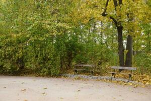 hermosa naturaleza otoño paisaje. paisaje ver en otoño ciudad parque con dorado amarillo follaje en nublado día foto