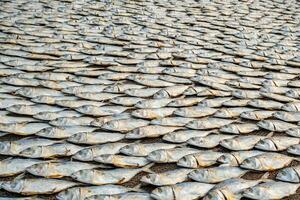 filas de el secado caballa o saba pescado en la carretera por Oceano en indio aldea. pobre areas de Ir a foto