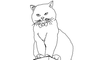 Tier - - Haustier - - bezaubernd Katze Illustration png