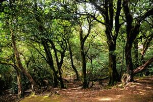 un camino mediante el bosque con arboles y suciedad foto