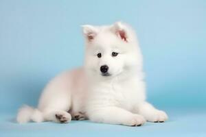 Cute Samoyed dog on blue color background. Neural network AI generated photo