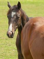 Horses on a german meadow photo