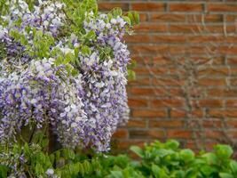 Lemmer in the netherlands photo