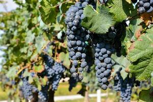 grapes on the vine in the vineyard photo