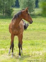 Horses in germany photo