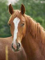 Horses in germany photo