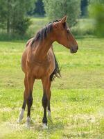 Horses in germany photo