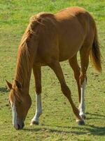 horses on a field in westphalia photo