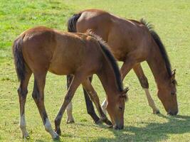 Horses in westphalia photo