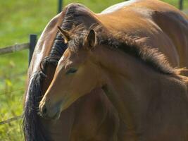 Horses in westphalia photo