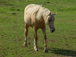 Horses in westphalia photo