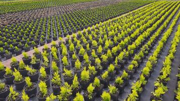 albero e fiore piantine nel pentole. video