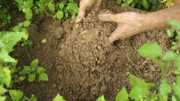 Farmer plucking grass by hand. video